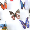 Realistic three dimensional decorations with butterfly on wall for children's room, layout for kindergarten, sticker, 3D