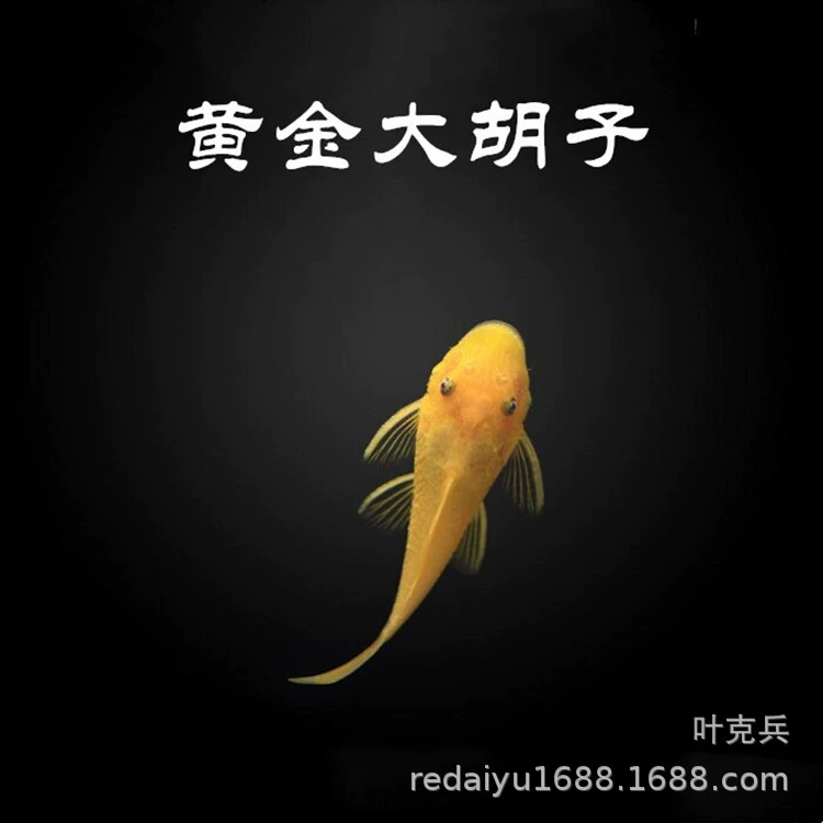 Тропические декоративные рыбы оптом золото бородатый 24K борода водоросль рыба инопланетянин поглотитель живой пакет