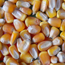 玉米粒100斤/袋 山西饲料玉米批发鸟食玉米农家特产玉米