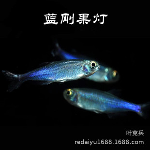 �Ꭷ�^�p�~���l�{������