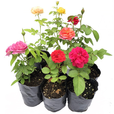 庭院四季盆栽花卉蔷薇花苗 藤本月季花苗 欧洲爬藤大花月季带花苞|ms