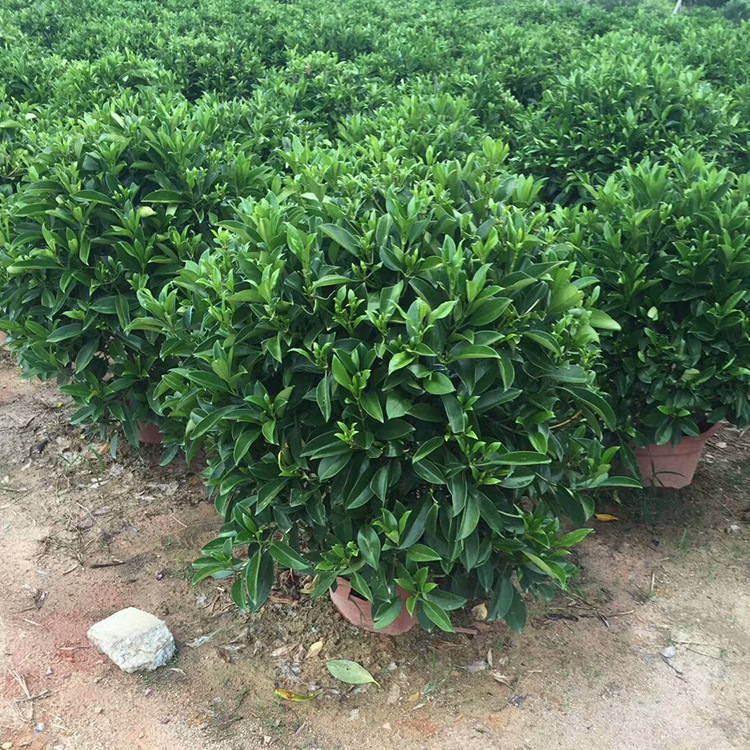 灰莉球盆栽非洲茉莉球形70-80cm四季常青产地直供观叶植物