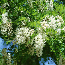 ̻NӇľľNo¹ľ뻱ֲN󻱺֦