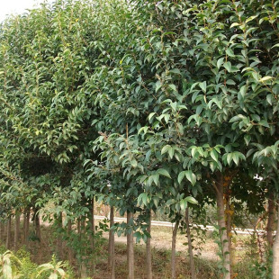 ��ľ�N�����ǆ�ľ���~Ůؑ�G���^�p��N��