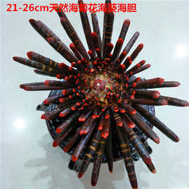 21-26cm海螺贝壳海底植物创意家居批发 海石花 石笔海胆