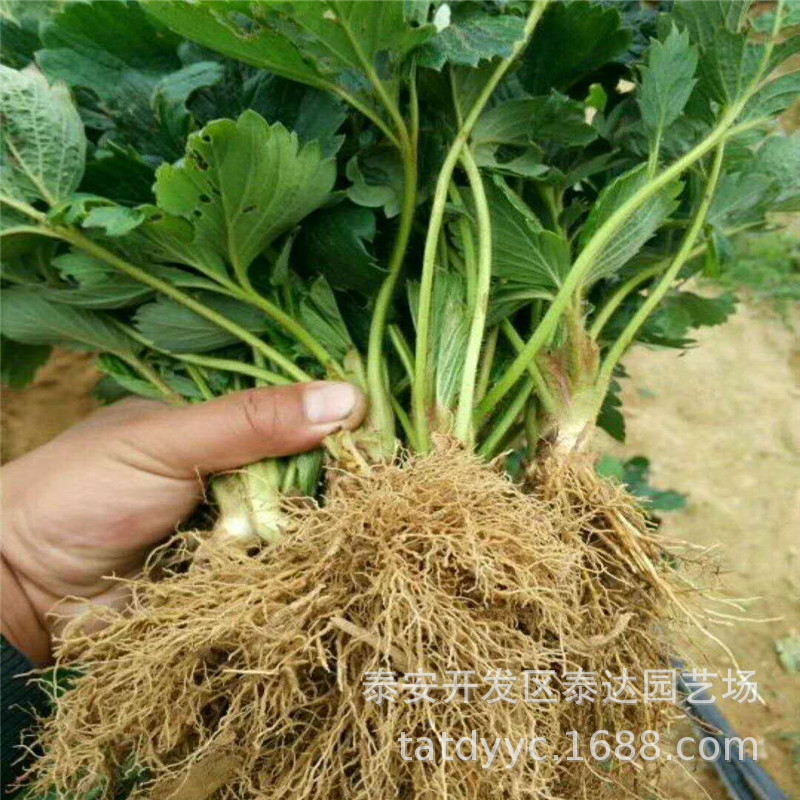 Shandong High Sweet Berry Strawberry Seedlings Autumn Lands Cream…