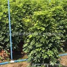 ����ֱ�N �S���~ �S��÷ ���~���_ľ ���~�Z�Ʋ� ��ľ С�� �G��