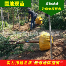 现苗山桃稠李观赏乔木山桃椆李辽宁开原绿化工程用苗桃叶稠李树苗