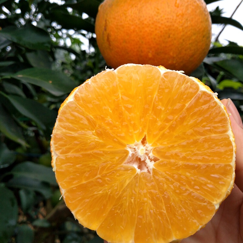Sichuan Ehime No. 38 Jelly Oranges from the Core Production Area of Meishan, Freshly Picked and Shipped Directly Sichuan Ehime No. 38 Jelly Oranges from the Core Production Area of Meishan, Freshly Picked and Shipped Directly