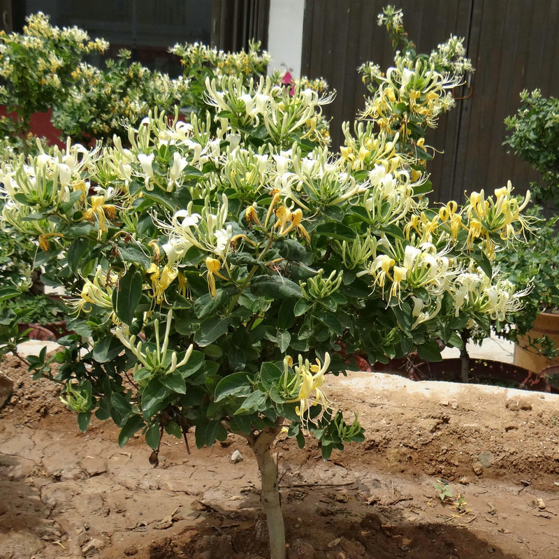 平邑树形易成活四季花金银花苗木 山东绿化工程金银花一二年苗