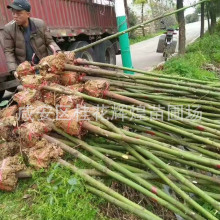 湖北苗木基地供应4 5 6 8公分截杆香樟树 丛生香樟树苗 价格便宜