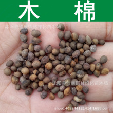 �t��ľ�޷N�� �t�ޘ�N�� Ӣ�ۘ� ��֦���N�� ľ�޻��N�� 1��=1��