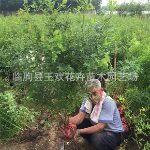 �����S��õ��    �����S��õ���S��õ�N�ӈ@��  �����S��õ