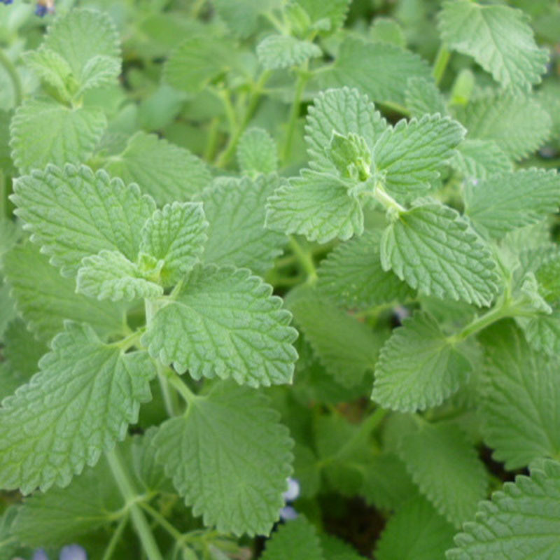 荆芥菜籽 河南大叶荆芥种子菜籽 蔬菜种子四季播荆菜农家田园种籽