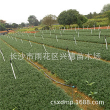 批发玉龙草 湖南矮麦冬基地 庭院常绿草坪耐寒植物 量大