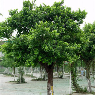 ��ľ�N���^�p��@�־G���е�����ľ�N��ȥƤ���Ѱ��⺣��