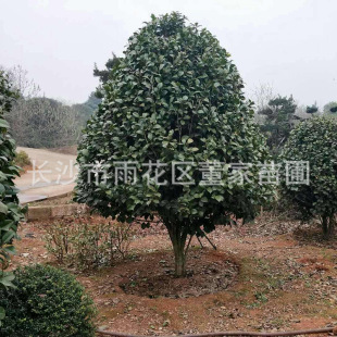���l2.5��-3�׹ڷ��Ĳ軨�� �軨���ر������N