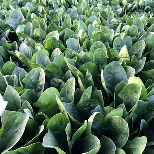 �п�ï�A�߲˷N�Ӻ��m�G���s�����˷N�Ӵ��~��G�����ͺ��Nֲ