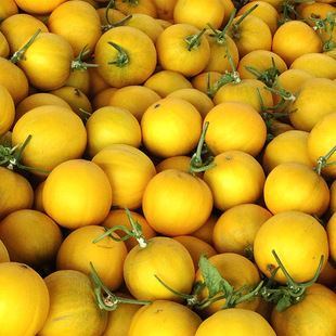 �п�ï�Aˮ���N�ӽ��SƤ��ϷN�ӽ�t���Ƥ��Ͼüt����ϷN��