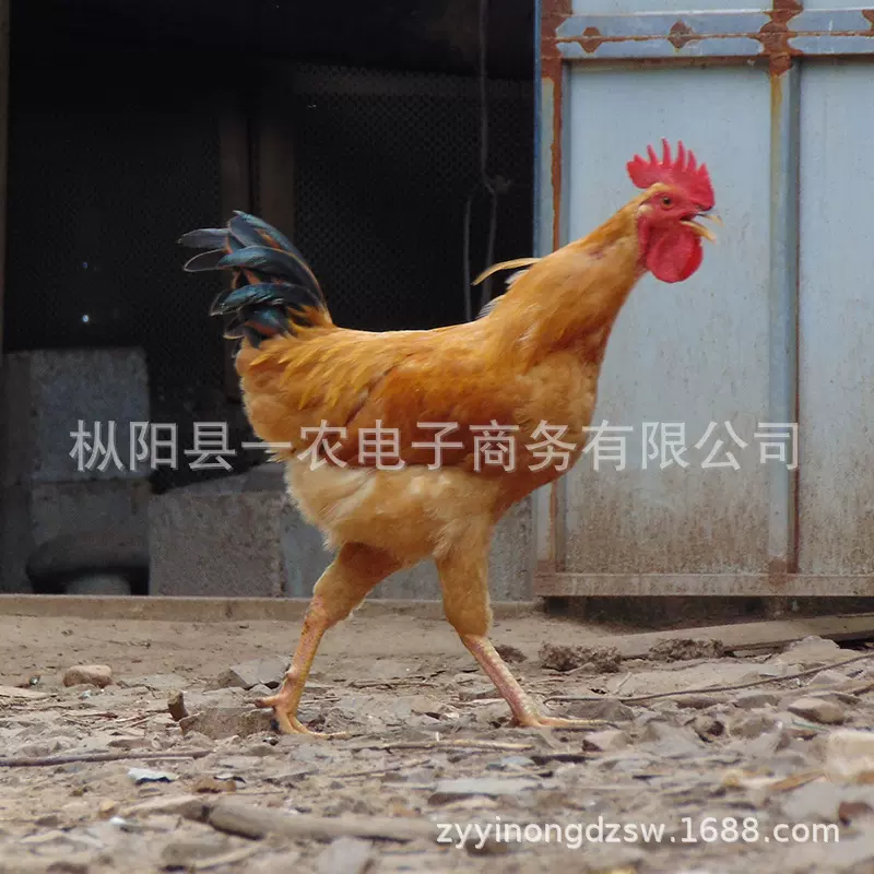 枞乡情 生态散养童子鸡整只新鲜土公鸡 小枞现杀土鸡一件代发包邮