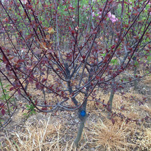 基地直销美人梅树工程绿化苗木美人梅 四季优美规格全