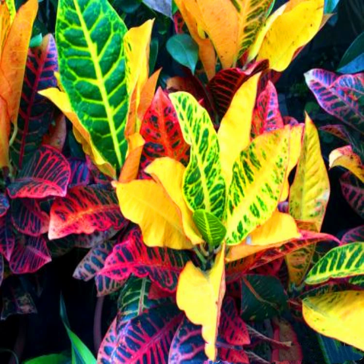 База снабжения древесины Крытый офис горшечный кустарник проект озеленение