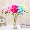 Wholesale 7 Small Phalaenopsis Simpling Single Silver Wedding Celebration Phalaenoprum Orchid Wholesale