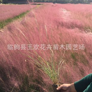 Sea of ​​Flowers, Pink and White Grass, Perennial Ornamental Grass, Landscape Plant, Sea of ​​Flowers, Hot-Selling Grass Seeds