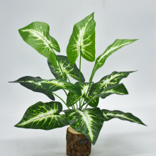 12�^���~������ ������� �R��ɏ ����ֲ���Ĵ�ˮ��Gֲ