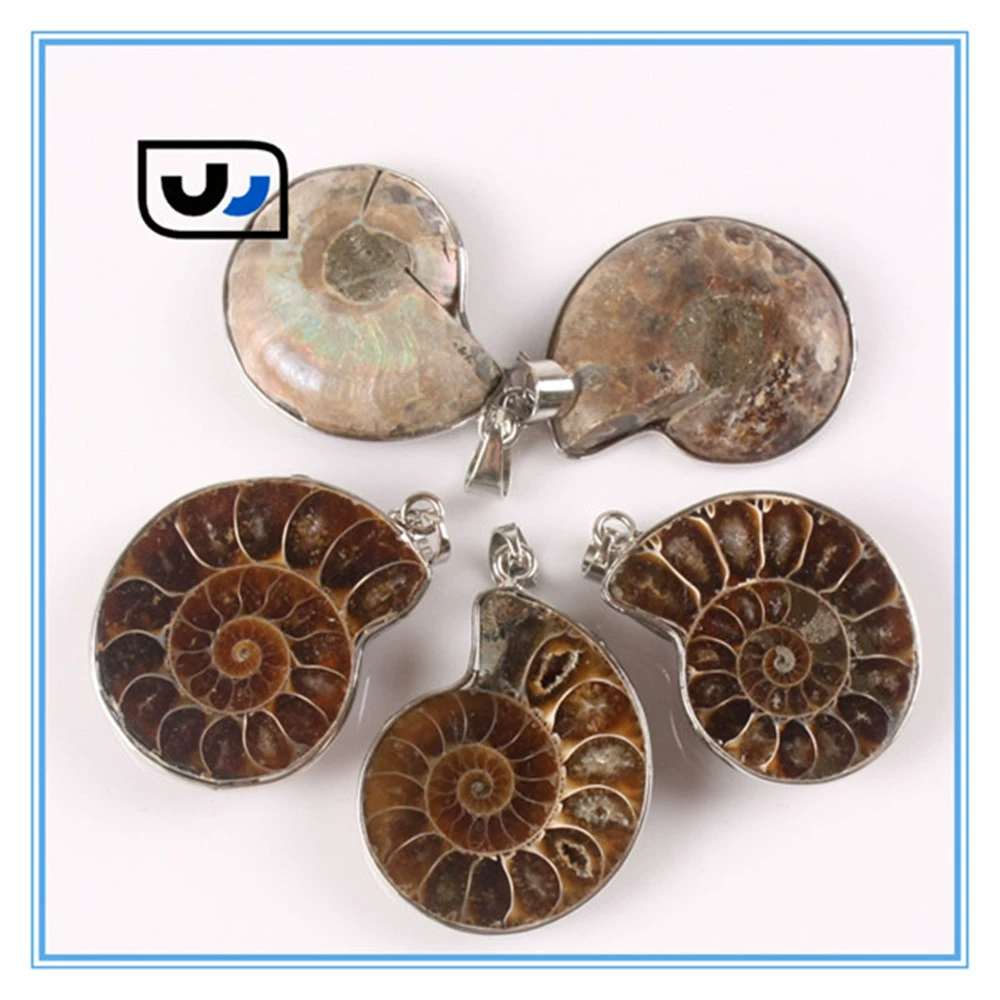 Натуральная ракушка боярышника грубая перегрузка snail wealth snail открытая нарезанная ракушка окаменелость подвеска Ракушка Окаменелость