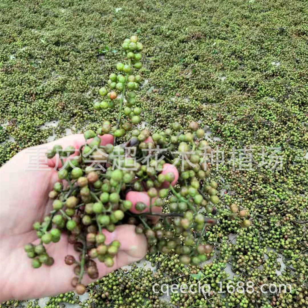 Семена зеленого перца для продажи больших количеств семенных сортов чистого количества от наилучшего предопределенного значения