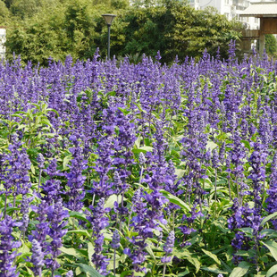 �������l���|�ݻ����{����β�ݻ����L��ͥ�����m�õر�����ă�