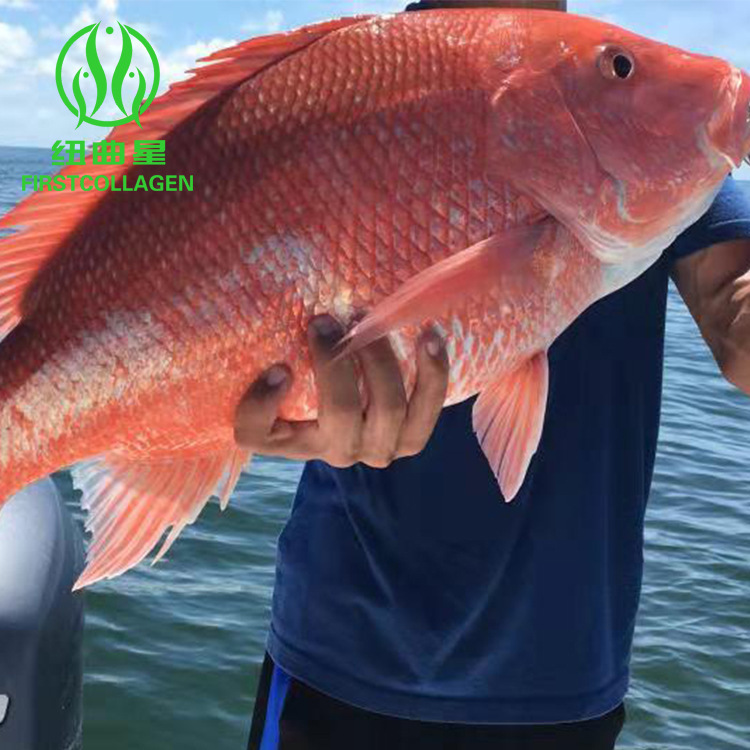 Imported High-Protein Red Snapper Fish Scale Collagen Peptide Raw Material from Japan, Instant Soluble