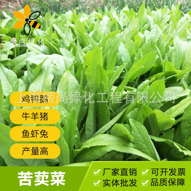 Софора японская семена Софора японская курица утка гусь рыба трава разведения Four Seasons кормовой травы Семена Многолетний рост легко посадить