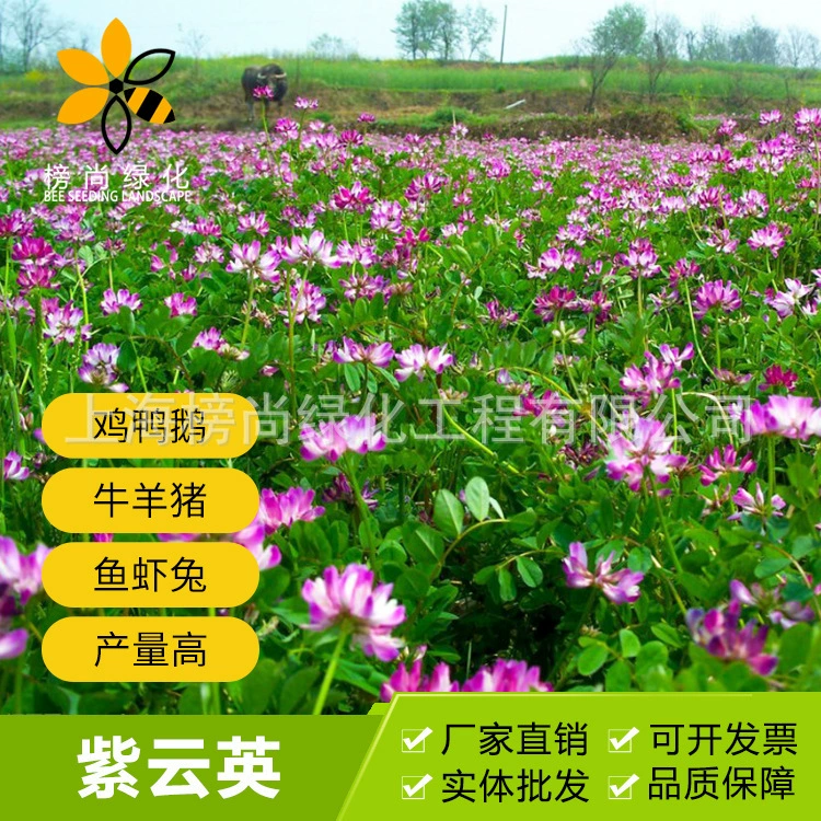 Китайское молоко вика семена сафлора трава высокое качество источник нектара семена растений фруктовый сад зеленый навоз кормовой травы Семена многолетних трав семян