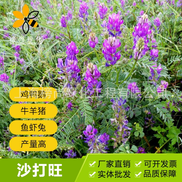 Садаванг семена многолетних кормов Four Seasons Фруктовый сад Зеленый навоз ветрозащитный Песок защита склона фиксация почвы морозостойкие солеустойчивые семена трав