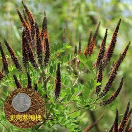 种子;其他园林资材;植保机械