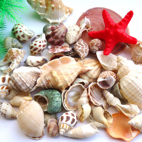 Natural seaside shells and conch mixed mesh bag raw materials DIY wall candle fish tank accessories micro landscape crafts