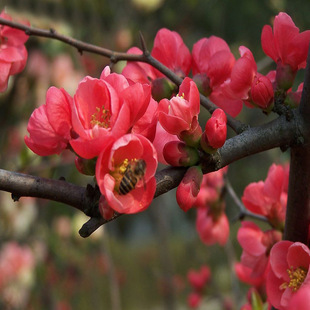 ����ֱ���t÷ԭ���t÷ ��ɰ÷ ����÷ ���~÷ ���� �����辰