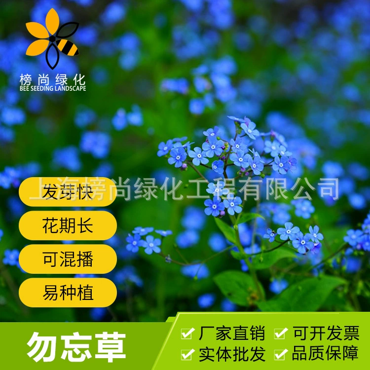 Семена незабудки многолетнее цветущее растение, легко выращиваемое, для сада и в горшках, синие цветы