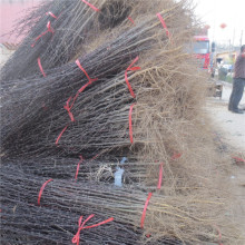 春秋季栽种花椒苗 果树苗基地 山东大红袍花椒树苗批发价格