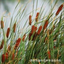 ���l������ ������ؾG��ˮ��ֲ�� �ļ��^�p�Gֲ����������