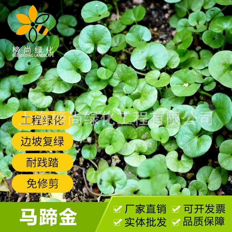 Оптовая медные деньги семена травы Подкова Золотые семена газона декоративные защиты склонов газон семена травы большое количество скидка