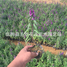 香彩雀盆栽苗种子 青州宿根花卉四季草花基地 花卉批发凤仙花