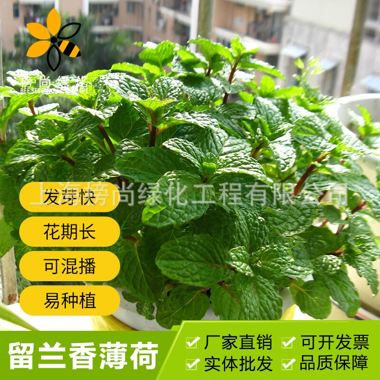 Семена мяты, мяты перечной, семена лимонной мяты, многолетние цветочные растения для балконных горшков, новые сорта