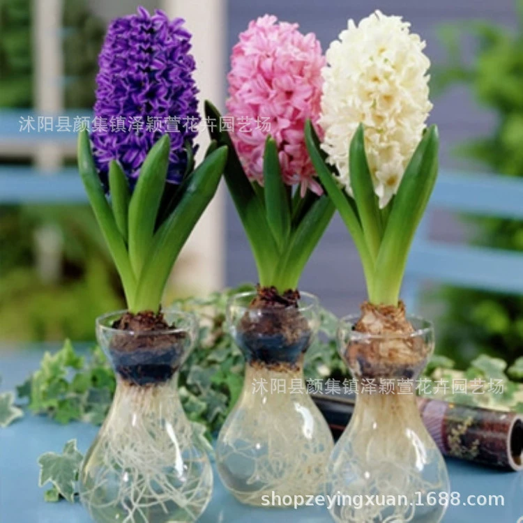 Оптовая продажа шарик семян гиацинта Гиацинт горшечный цвет полная гидропонная почва культура Цветочные растения большое количество скидка