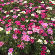 ��˹��  �����޸��������l��˹�����S��Ӣ��Ǿ��k�������Բ�˹��