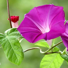 牵牛花直销矮牵牛花 大杯苗 小杯苗 花卉绿植盆栽苗牵牛花