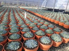 Imitation clay plastic flowerpot office succulent flowerpot base green plant potted balcony flowerpot nursery gardening supplies