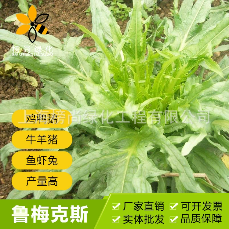 Семена Румекс Многолетние Курица Утка Гусь Высокое Качество Белка Четыре Сезонные Кормовые Семена